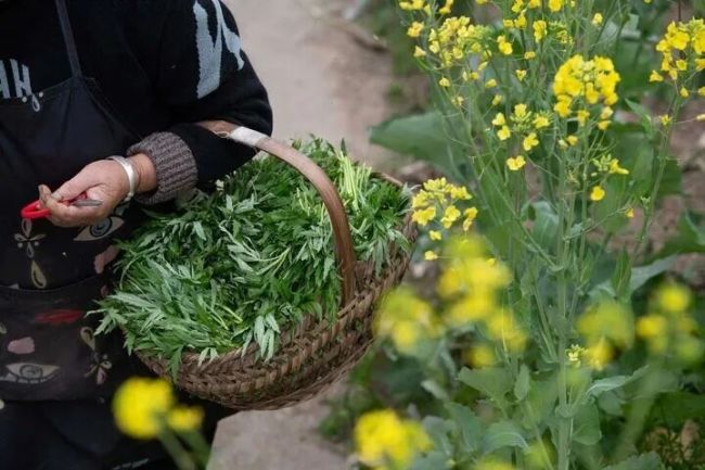 本年吃野菜第一批受害者出现 误食有毒植物需严慎