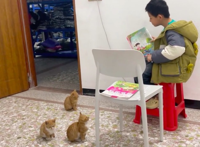 猫猫听主东谈主讲戏厚实力一流