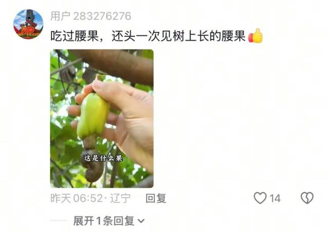 以防你没见过坚果年轻时的样子