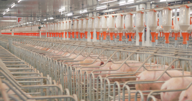 新希望聚焦饲料、养猪产业，引入中牧集团做强禽产业