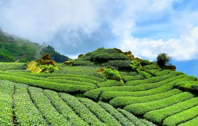 新茶饮上市潮突然刹车？茶饮们的上市路还能走顺吗？