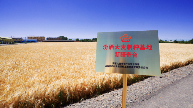 “汾酒第一车间”锚定新疆奇台:深入大麦之乡，“粮心”与种业双向奔赴!
