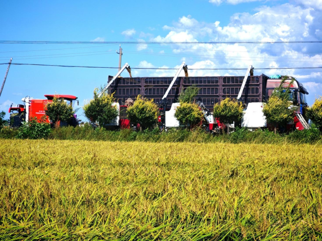 “三星科技新农机综合项目”助力舒兰双河村秋收