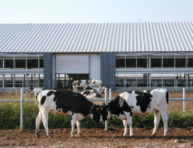 认养一头牛牧场