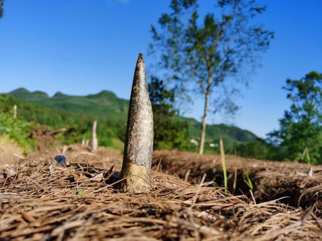 正式投产!洽洽首座魔芋智能工厂落地云南曲靖