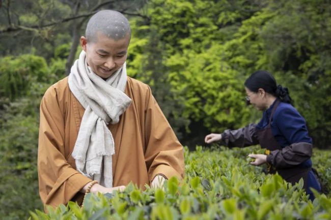 雪峰寺法師農禪並重採茶山寺中尋禪春意裡