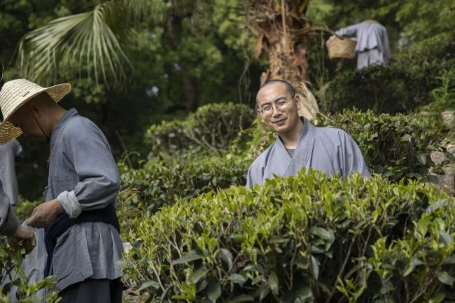 雪峰寺法師農禪並重採茶山寺中尋禪春意裡