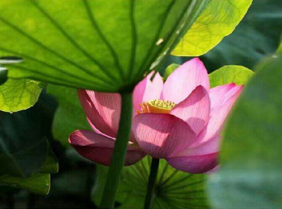 有多少人败给了“荷花定律”?