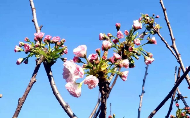 2021年观澜湖樱花节2月14日4月12日举办附樱花实拍图