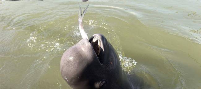 江豚种群10年增20倍！石首天鹅洲保护区摘得全省生态系统首个湖北改革奖