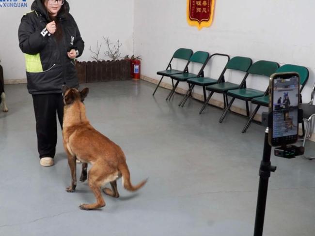 在鞍山，“宠物友好”新职业走热……