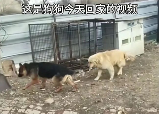 感动全网的“汪汪队”!同村7只狗被偷,结伴逃亡17公里回家,其中一只疑似受伤被其他小狗护在中间,救助基地:它们是邻居,一直一起玩耍