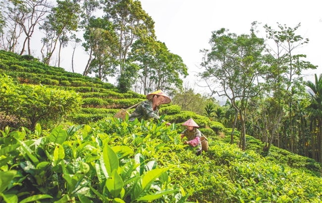 在五指山市水满乡毛纳村，村民忙着采茶。