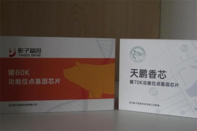 与岗位科学家同行，扬牧医兴农青年志