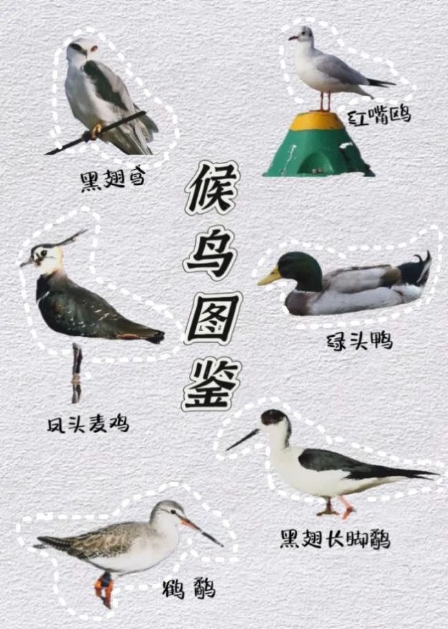 迢迢万里,它们从西伯利亚飞奔荆州洪湖