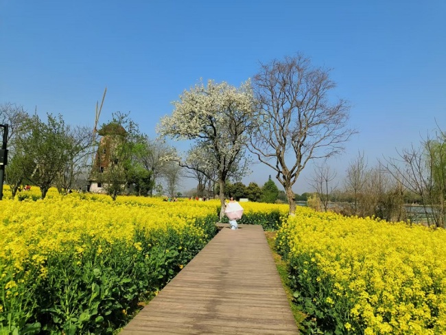 武汉东湖现梦幻油菜花海，周末成热门打卡地