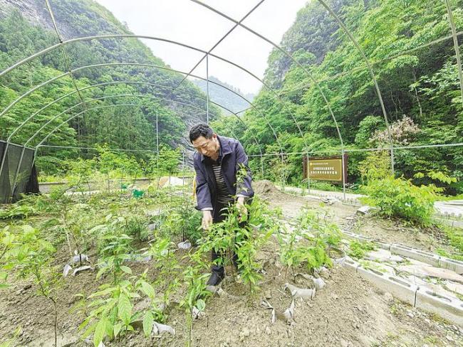移出“舒适区”，在自然生境中恢复种群  630株濒危植物“野化”