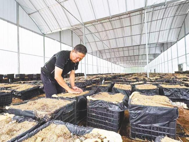 利川巧用外地人才  飞来是“候鸟” 落地变创客