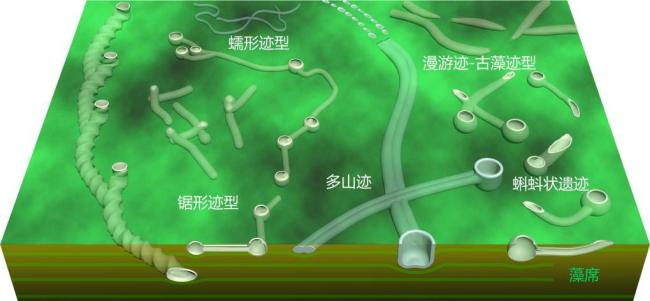 石板滩生物群的遗迹化石复原图。(中国科学院南京地质古生物研究所供图)