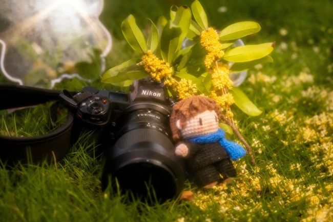 秋日彩蛋！外经贸学院校园桂花二次绽放引师生追捧