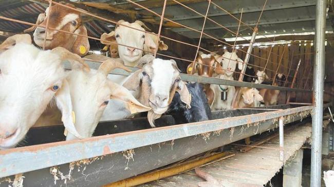 野猪咬伤羊 养殖户获赔3500元 保康为野生动物肇事买保险