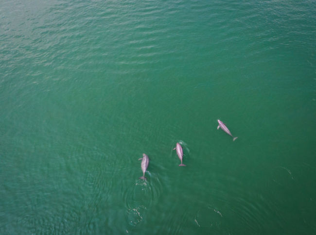 在湖北省宜昌市,长江江豚在水中嬉戏(2021年5月11日摄,无人机照片)。新华社记者 肖艺九 摄