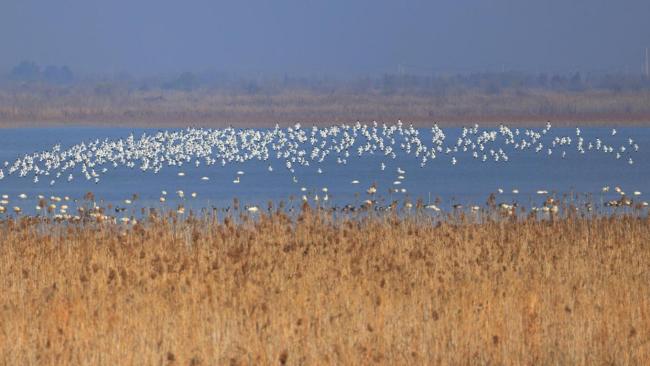 近11万只！来武汉沉湖过年的冬候鸟团队创新高！