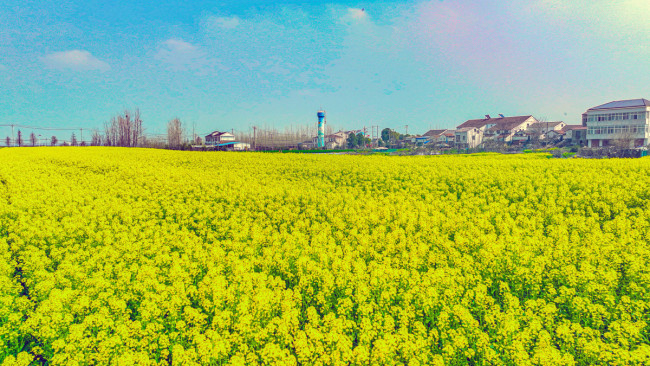 油菜花的高光时刻来啦！武汉已铺上一片片金灿花毯