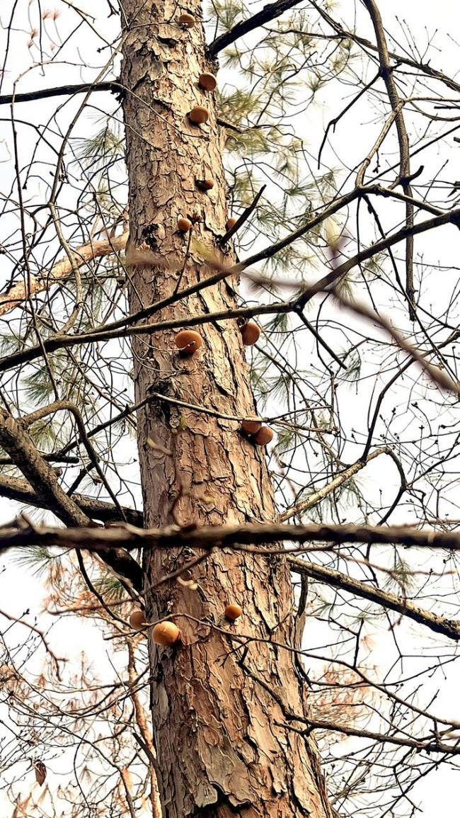 全球第三种隐孔菌现身郧西 跨省分布首现，填补湖北该物种空白