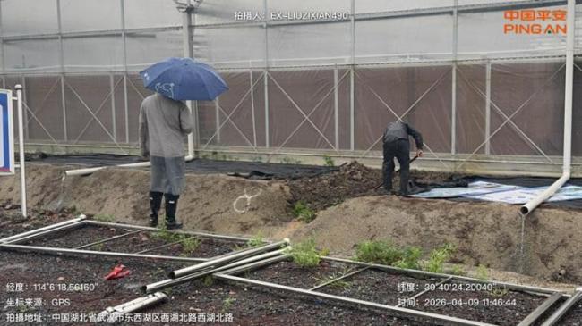 闻“汛”而动 极速闪赔——平安产险武汉中支全力护航东西湖区大棚灾后重建