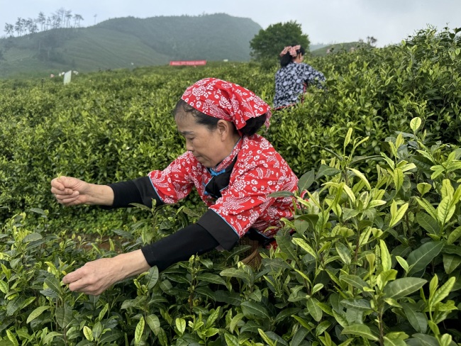 茶香漫铜都 产业兴乡村—— 大冶市举行 “茶乡四时好风光” 新闻发布活动