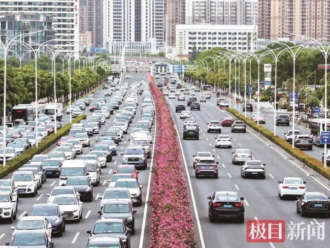 武汉这条5.5公里月季大道“爆街” 五一假期将进入最佳观赏期
