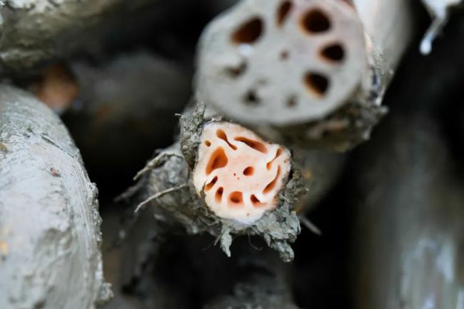 藕香千里:一根洪湖莲藕的来来往往