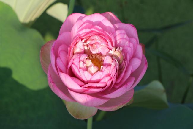 秋分赏荷不是梦 “中国科学院名园名花”科普活动在武汉植物园启动