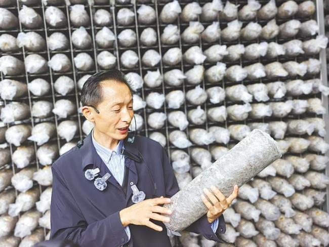 一株草，郧西“种”出5400万袋香菇
