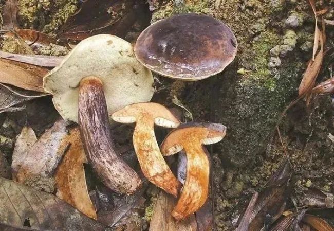 致命毒菇又来了！6人被毒倒一人全身换血4次