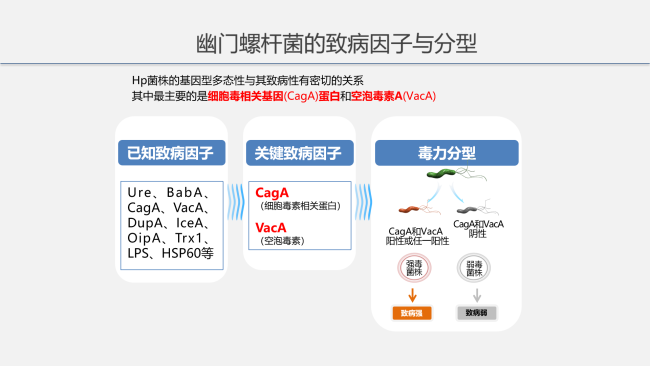 幽门螺杆菌生物蛋白芯片分型检测：精准识别毒株，减少抗生素滥用