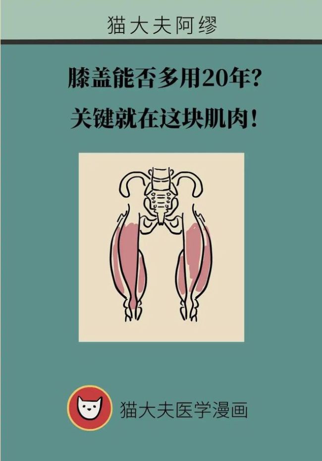 膝盖能否多用20年？关键就在这块肌肉！