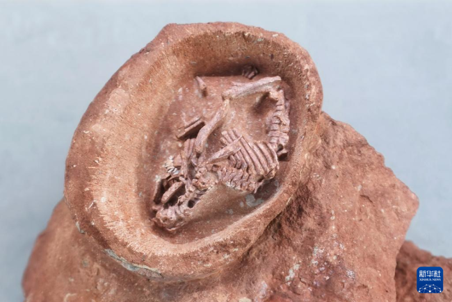 鸭嘴龙|我国发现保存完整的鸭嘴龙胚胎化石