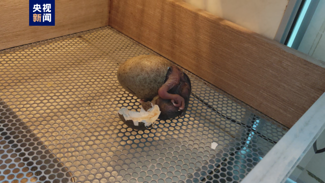 人工ふ化によるトキの赤ちゃんが殻を破る