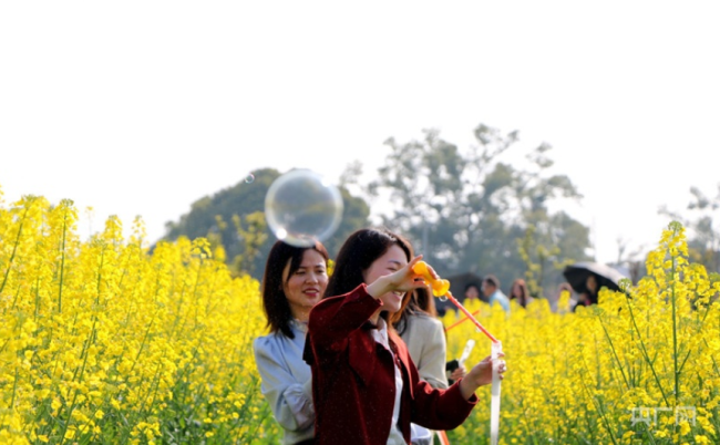 一片片油菜花尽情绽放，吸引了众多市民游客前来赏花（央广网记者 胡斐 摄）