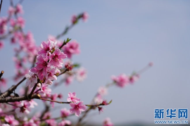 江西永修：花开凤凰山