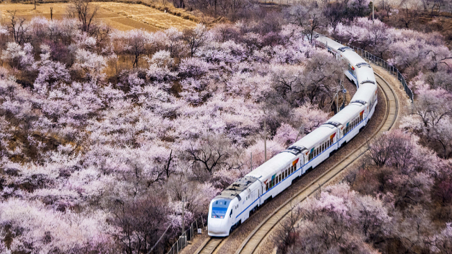 '봄꽃 관광열차'로 만나는 아름다운 봄 경치 - korean.china.com