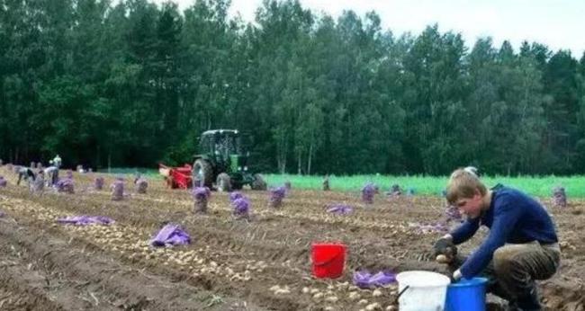 卢卡申科带土豆访华的深意与情怀 外交中的务实之举