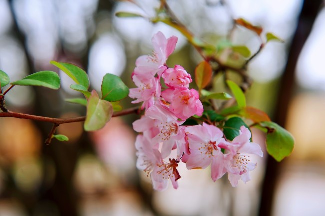 春日限定|花开美景邂逅军营