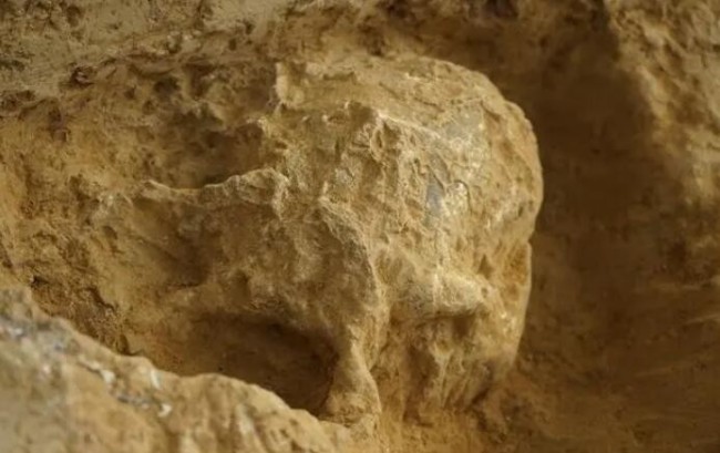 湖北发现百万年前人类头骨化石 直立人演化及其在中国乃至东亚地区起源与发展的重要证据