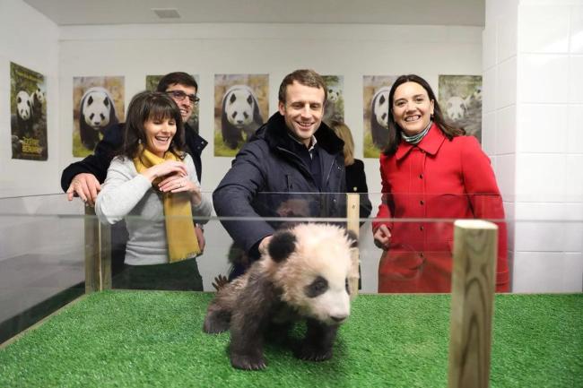 马克龙访华带着动物园园长：想续租大熊猫