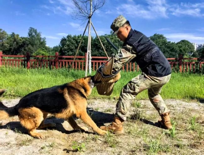 引导员和军犬，都是12年军龄的“同年兵”！