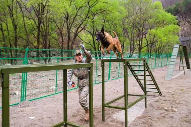 信任+默契+苦练！直击火箭军某部军犬集训现场