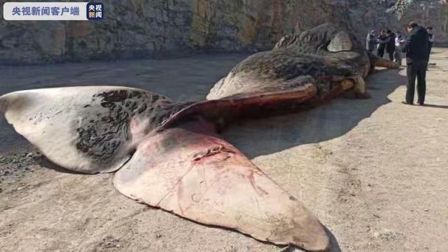 渤海海域首次发现搁浅抹香鲸！计划制作成标本